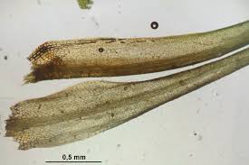 Attēlu rezultāti vaicājumam “Dicranum flagellare”