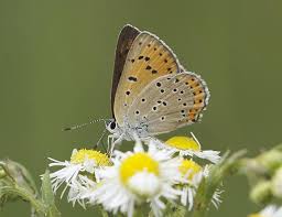 Attēlu rezultāti vaicājumam “Lycaena alciphron female”
