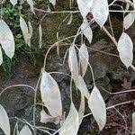 Attēlu rezultāti vaicājumam “Lunaria rediviva fruit”