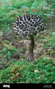 Attēlu rezultāti vaicājumam “Strobilomyces strobilaceus”