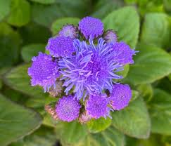 Image result for Ageratum houstonianum