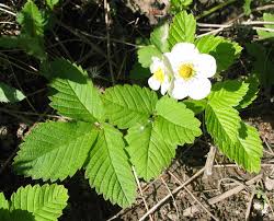 Attēlu rezultāti vaicājumam “Fragaria moschata flower”