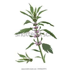 Image result for Leonurus cardiaca