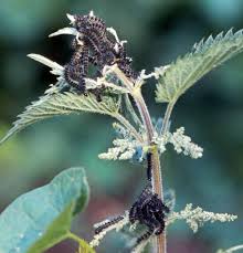 Attēlu rezultāti vaicājumam “Aglais urticae underside”