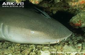 Image result for Nebrius ferrugineus