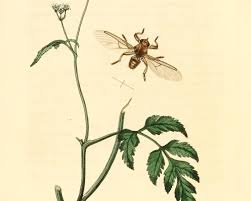 Attēlu rezultāti vaicājumam “Lipoptena cervi”