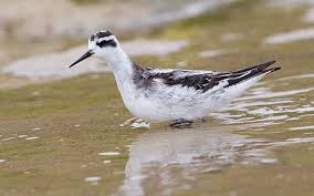 Attēlu rezultāti vaicājumam “Phalaropus lobatus”