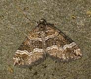 Attēlu rezultāti vaicājumam “Perizoma bifaciata”