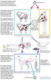 Image result for cestoda excrement dog