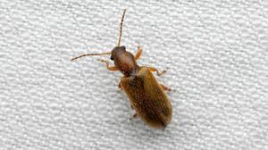 Attēlu rezultāti vaicājumam “Orsodacne cerasi”