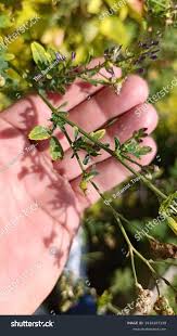 Attēlu rezultāti vaicājumam “Medicago x varia  flower”