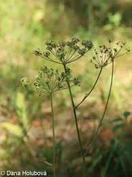 Attēlu rezultāti vaicājumam “Peucedanum oreoselinum”