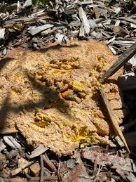 Attēlu rezultāti vaicājumam “Symphytocarpus flaccidus stalked”