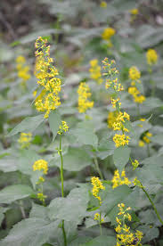 Attēlu rezultāti vaicājumam “Lycogala persicum young”