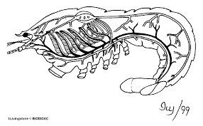 Attēlu rezultāti vaicājumam “Crustacea”