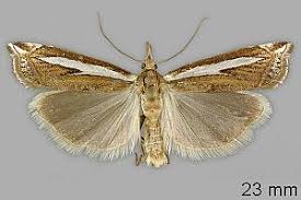 Attēlu rezultāti vaicājumam “Crambus hamella”