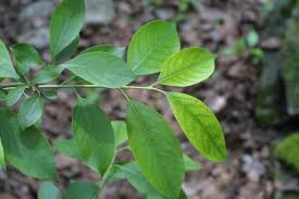 Attēlu rezultāti vaicājumam “Euonymus europaeus leaf”