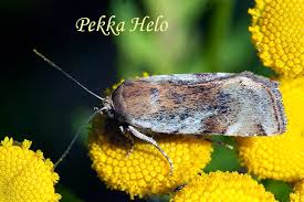 Attēlu rezultāti vaicājumam “Cryptocala chardinyi”