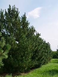 Attēlu rezultāti vaicājumam “Pinus peuce”