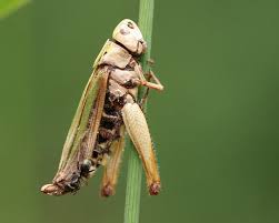 Attēlu rezultāti vaicājumam “Entomophaga grylli”