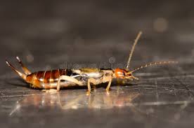 Attēlu rezultāti vaicājumam “Forficula auricularia male”