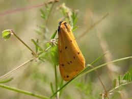 Attēlu rezultāti vaicājumam “Setina irrorella”
