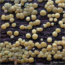 Attēlu rezultāti vaicājumam “Hypocrea gelatinosa”