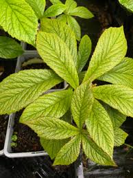 Image result for Rodgersia chocolate wings