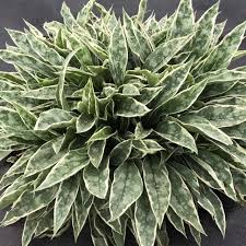 Image result for Pulmonaria Silverado