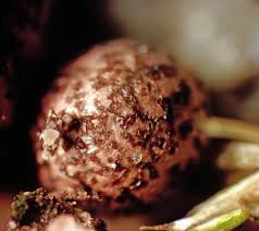 Attēlu rezultāti vaicājumam “Lycogala roseosporum spores”