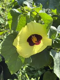 Attēlu rezultāti vaicājumam “Malvaceae”