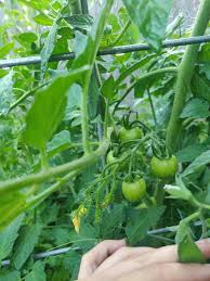 Afbeeldingsresultaat voor stump of the world tomato