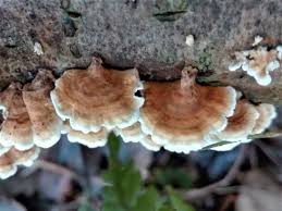 Attēlu rezultāti vaicājumam “Plicaturopsis crispa”