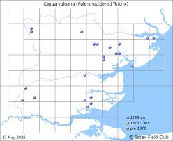 Attēlu rezultāti vaicājumam “Capua vulgana”