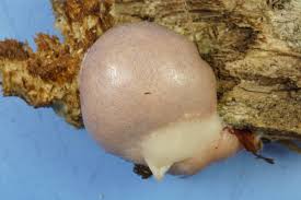 Attēlu rezultāti vaicājumam “Didymium spongiosum plasmodium”