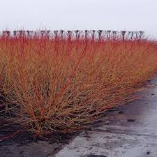Attēlu rezultāti vaicājumam “Cornus sanguinea”