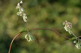 Attēlu rezultāti vaicājumam “Fallopia dumetorum”