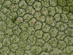 Attēlu rezultāti vaicājumam “Calypogeia muelleriana”