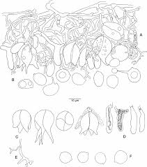 Attēlu rezultāti vaicājumam “Basidiodendron”