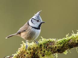 Attēlu rezultāti vaicājumam “Lophophanes cristatus adult”