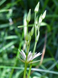 Attēlu rezultāti vaicājumam “Stellaria graminea flower”