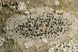 Attēlu rezultāti vaicājumam “Lecidella elaeochroma”