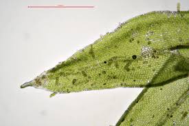 Attēlu rezultāti vaicājumam “Orthotrichum diaphanum”