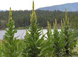 Attēlu rezultāti vaicājumam “Verbascum thapsus”