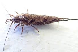 Attēlu rezultāti vaicājumam “Machilidae”