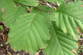 Attēlu rezultāti vaicājumam “Alnus glutinosa leaf”