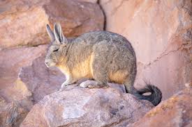 Image result for viscacha