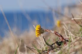 Attēlu rezultāti vaicājumam “Tussilago farfara”