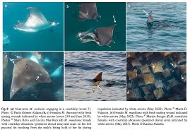 Image result for Mobula thurstoni