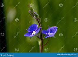 Attēlu rezultāti vaicājumam “Veronica agrestis flower”